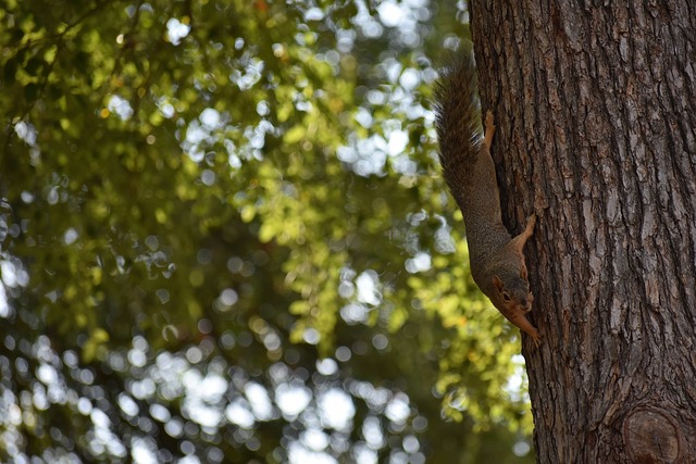 那不勒斯公 那不勒斯公